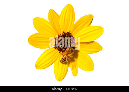 Fleurs sauvages jaunes et de travail illustration d'Abeilles isolées d'art Banque D'Images