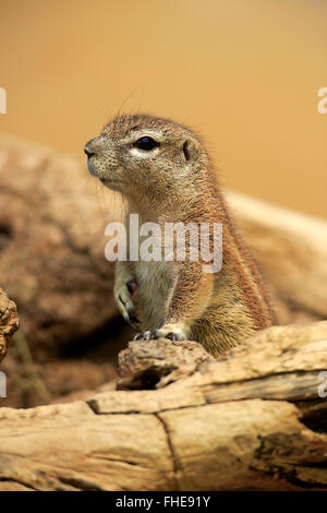 Le Cap, spermophile adulte à den, Afrique du Sud, Afrique / (Ha83 inauris) Banque D'Images