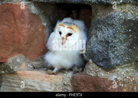 Barn Owl, jeune, Pelm, Kasselburg, Eifel, Allemagne, Europe / (Tyto alba) Banque D'Images