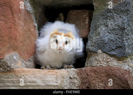 Barn Owl, jeune, Pelm, Kasselburg, Eifel, Allemagne, Europe / (Tyto alba) Banque D'Images