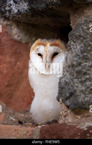 Barn Owl, jeune, Pelm, Kasselburg, Eifel, Allemagne, Europe / (Tyto alba) Banque D'Images