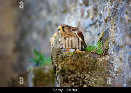 Kestrel, européen, Pelm Kasselburg, Eifel, Allemagne, Europe / (Falco tinnunculus) Banque D'Images