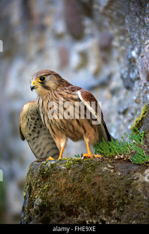 Kestrel, européen, Pelm Kasselburg, Eifel, Allemagne, Europe / (Falco tinnunculus) Banque D'Images