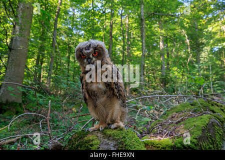 Grand-duc, Pelm, Kasselburg, Eifel, Allemagne, Europe / (Bubo bubo) Banque D'Images