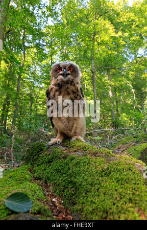 Grand-duc, Pelm, Kasselburg, Eifel, Allemagne, Europe / (Bubo bubo) Banque D'Images