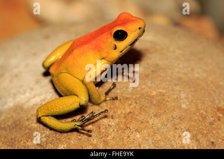 Dart Frog à pattes noires, adulte, en Amérique du Sud / (Phyllobates bicolor) Banque D'Images