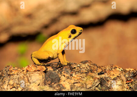 Dart Frog à pattes noires, adulte, en Amérique du Sud / (Phyllobates bicolor) Banque D'Images