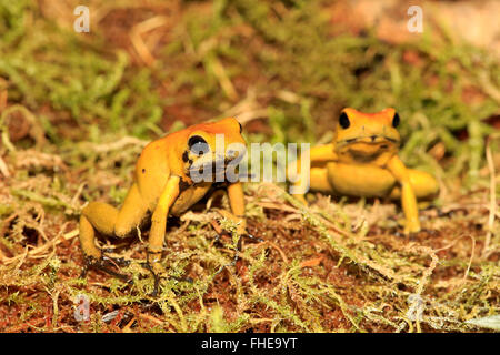 Dart Frog à pattes noires, en Amérique du Sud / (Phyllobates bicolor) Banque D'Images