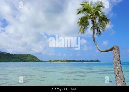 Un cocotier penché au-dessus de la lagune avec un îlot en arrière-plan, l'île de Huahine, l'océan Pacifique, Polynésie Française Banque D'Images