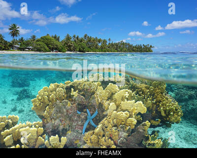 Côte tropicale avec du corail de feu et une étoile de mer bleue sous l'eau dans le lagon de l'île de Huahine, vue divisée sur et sous la surface de l'eau Banque D'Images