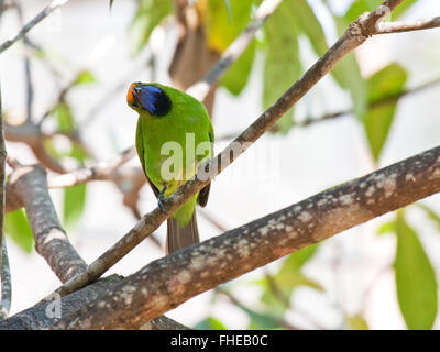 Une naine Orange Leafbird (Chloropsis aurifrons) perchés sur une petite branche dans la forêt thaïlandaise Banque D'Images