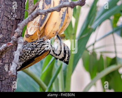 Une femme Flameback Dinopium javanense (alimentation) sur la banane dans la forêt thaïlandaise Banque D'Images