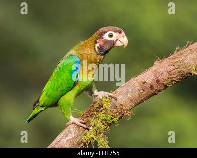 Brown-hooded parrot perché sur une branche Banque D'Images