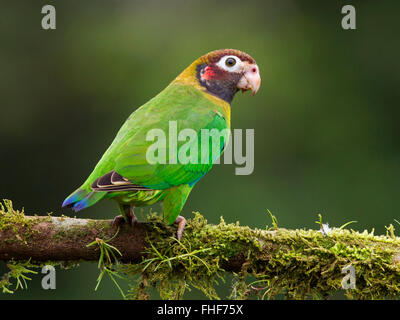 Brown-hooded parrot perché sur une branche Banque D'Images