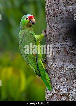 Red-lored parrot on tree Banque D'Images