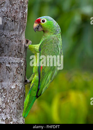 Red-lored parrot on tree Banque D'Images