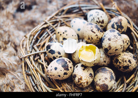 Broken egg in nest Banque D'Images