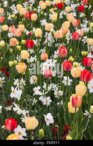 Close-up des tulipes et des jonquilles dans le jardin Banque D'Images