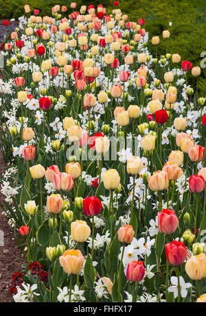 Close up tulipes et des jonquilles dans le jardin Banque D'Images