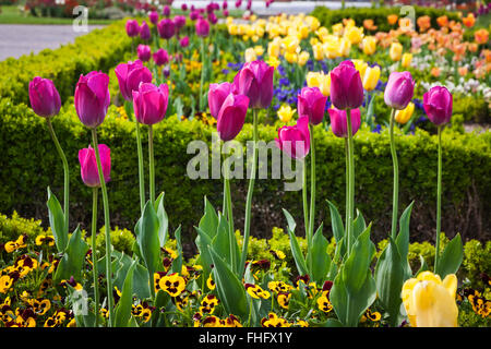 Allée couverte de tulipes colorées dans le Parc de l'Orangerie, un parc public dans la ville de Strasbourg, France Banque D'Images