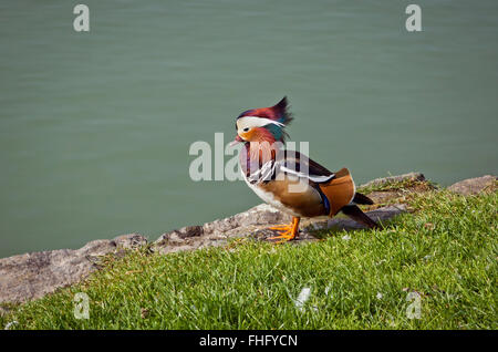 Beau mâle Canard mandarin (Aix galericulata) près de la rivière Banque D'Images