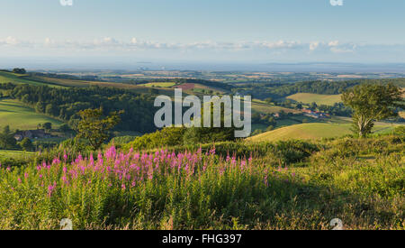 Collines de Quantock Somerset England UK sur la campagne vers la centrale nucléaire de Hinkley Point et Bristol Channel sur un été Banque D'Images