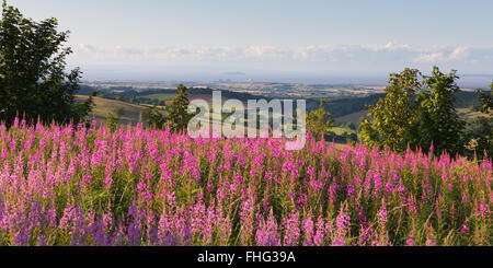 Collines de Quantock Somerset England UK sur la campagne vers la centrale nucléaire de Hinkley Point et Bristol Channel sur un été Banque D'Images