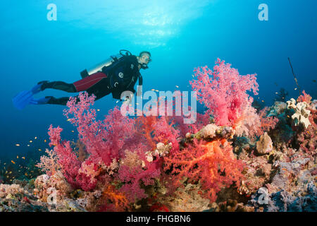 Plongée sous marine sur les récifs coralliens, Mer Rouge, Egypte, Ras Mohammed Banque D'Images