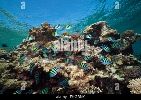 Banc de sergent Damselfish, frai Abudefduf vaigiensis, Mer Rouge, Hurghada, Egypte Banque D'Images