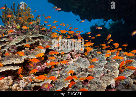 Lyretail Anthias sur Coral Reef, Pseudanthias squamipinnis, Mer Rouge, Hurghada, Egypte Banque D'Images