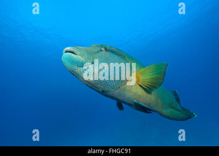 Napoléon, Cheilinus undulatus, Mer Rouge, Hurghada, Egypte Banque D'Images