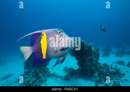 Angelfish Pomacanthus maculosus, Yellowbar, Mer Rouge, Hurghada, Egypte Banque D'Images