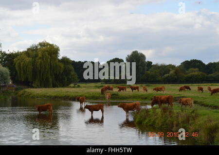 Les vaches dans les prés Banque D'Images