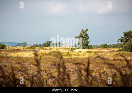 Hiddensee typique paysage avec heath cottage blanc Banque D'Images