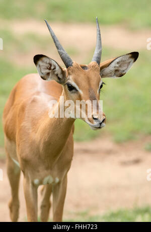 Jeune mâle Impala (Aepyceros melampus). Banque D'Images