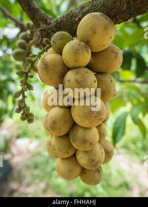 Les délicieux fruits frais wollongong wollongong sur arbre dans la ferme, la Thaïlande. Banque D'Images