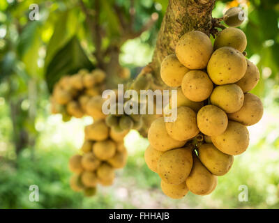 Les délicieux fruits frais wollongong wollongong sur arbre dans la ferme, la Thaïlande. Banque D'Images