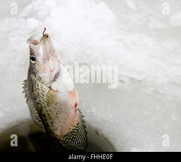 Le crapet tiré hors d'un trou de pêche sur glace après avoir été accro Banque D'Images