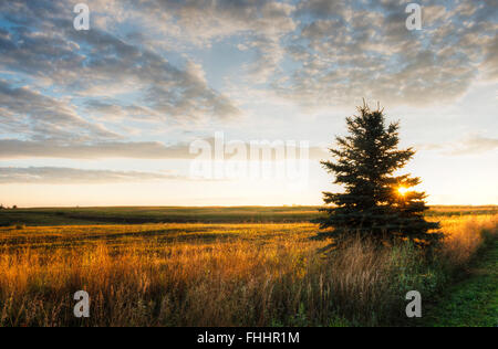 L'Iowa dans la matinée avec shinning soleil par arbre. Banque D'Images