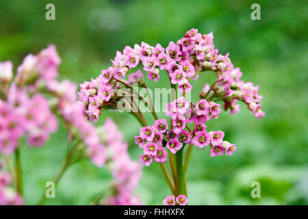 Belle inflorescence rose sur un arrière-plan flou Banque D'Images