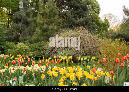 Les tulipes et les jonquilles en face d'une composition d'arbres Banque D'Images