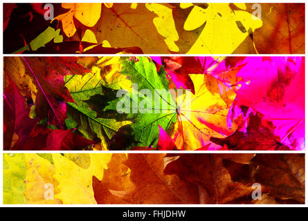 La composition avec trois coups de boutures de feuilles d'érable, de couleurs différentes. Banque D'Images