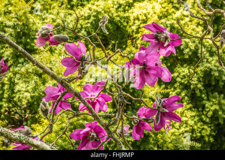 Cornwall, UK, de Caerhays. 25 février 2016. Météo britannique. Soleil du printemps glorieux Jardins et château de Caerhays à, et de faire ressortir le meilleur de la fleur de Magnolia. Les jardins ont été annoncé comme le gagnant du jardin de l'année 2016 décerné par l'Association des maisons historiques. Crédit : Simon Maycock/Alamy Live News Banque D'Images