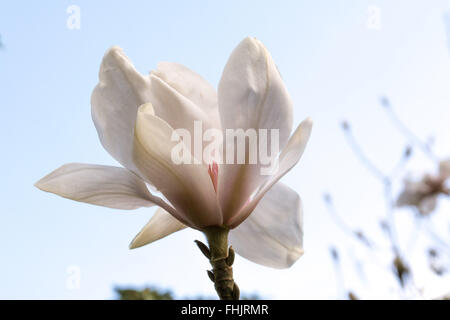 Cornwall, UK, de Caerhays. 25 février 2016. Météo britannique. Soleil du printemps glorieux Jardins et château de Caerhays à, et de faire ressortir le meilleur de la fleur de Magnolia. Les jardins ont été annoncé comme le gagnant du jardin de l'année 2016 décerné par l'Association des maisons historiques. Crédit : Simon Maycock/Alamy Live News Banque D'Images