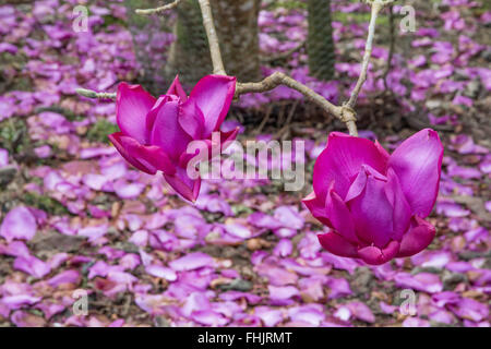 Cornwall, UK, de Caerhays. 25 février 2016. Météo britannique. Soleil du printemps glorieux Jardins et château de Caerhays à, et de faire ressortir le meilleur de la fleur de Magnolia. Les jardins ont été annoncé comme le gagnant du jardin de l'année 2016 décerné par l'Association des maisons historiques. Crédit : Simon Maycock/Alamy Live News Banque D'Images