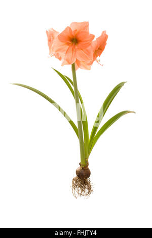 Ensemble amaryllis plante avec des racines et de l'ampoule (fond blanc isolé Pêche melba) Banque D'Images