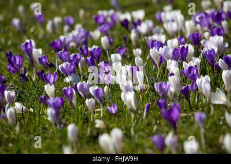 Un grand groupe de crocus fleurs dans le Sheffield Botanical Gardens Banque D'Images