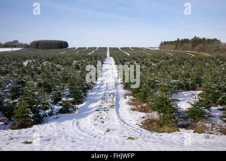 Couvert de neige / arbres de Noël de plantation de pins dans la région des Scottish Borders Banque D'Images