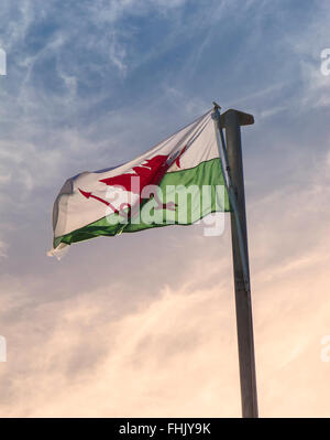 Drapeau national gallois volant en fin de soleil sur fond de nuages wispy à New Quay, Ceredigion, pays de Galles Banque D'Images