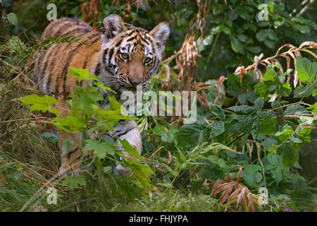 Amur Tiger Cub, âgé de 4 mois Banque D'Images